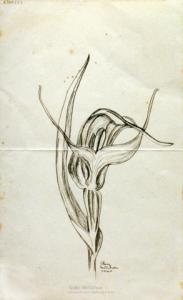 <em>[New Zealand ground orchid, Pterostylis Banksii]</em>, 1940